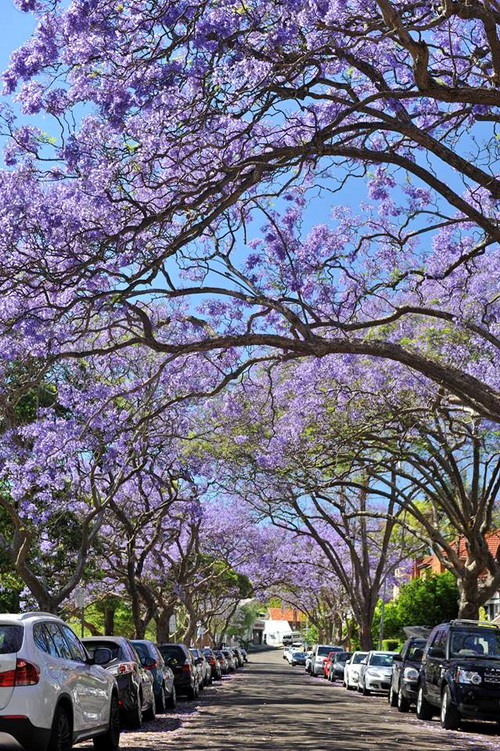Con đường rợp màu hoa tím - Phượng tím nở khắp đường phố Sydney - shop du lich