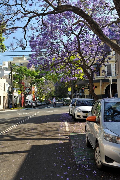 Hoa rải trên đường đi - Phượng tím nở khắp đường phố Sydney - shop du lich