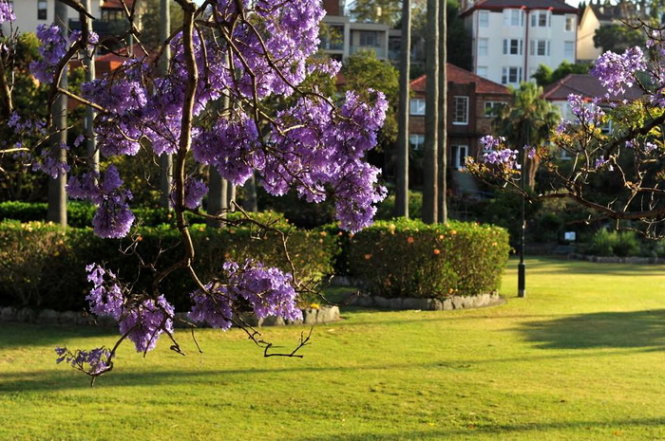 Tím ngát màu hoa trên thảm cỏ xanh mát - Phượng tím nở khắp đường phố Sydney - shop du lich