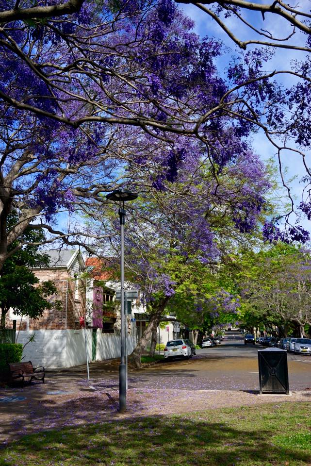 Một góc công viên nhuộm màu hoa tím - Phượng tím nở khắp đường phố Sydney - shop du lich