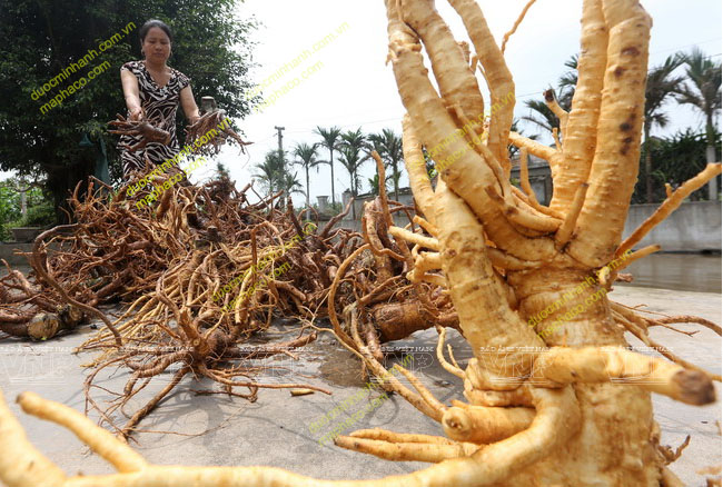 củ đinh lăng