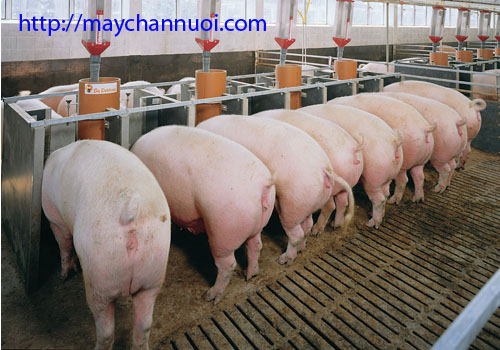 Cách chăn nuôi lợn thịt hiệu quả