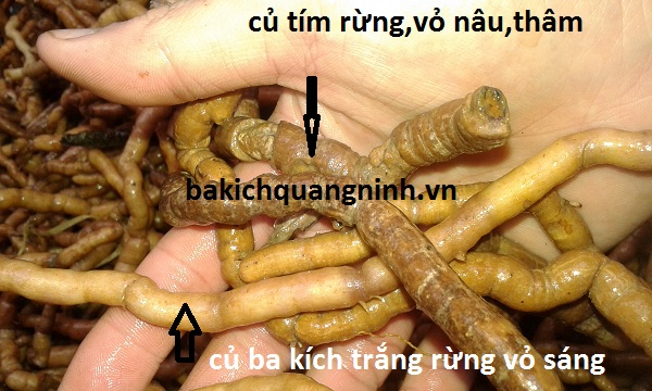 Củ Ba Kích Trắng Rừng