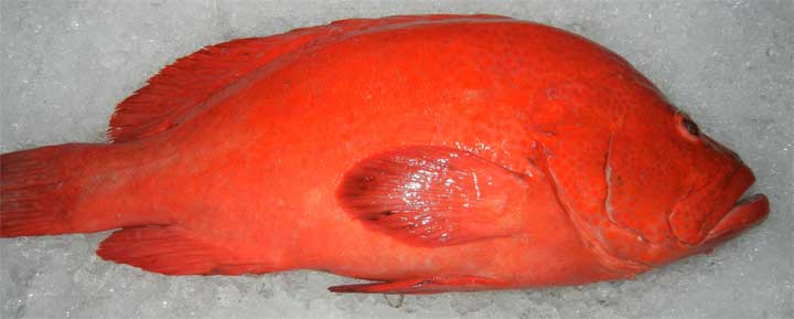 Cá mú đỏ