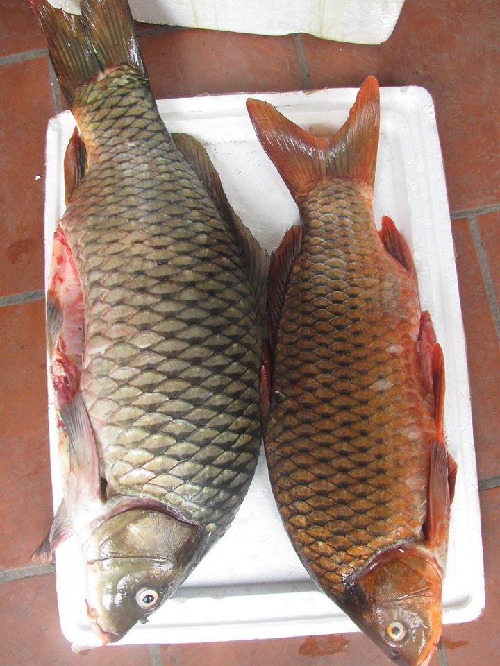Cá chép sông Đà