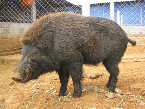 Phân Biệt vài loại lợn đặc sản rừng núi mà nó na ná nhau ạ Lon_rung