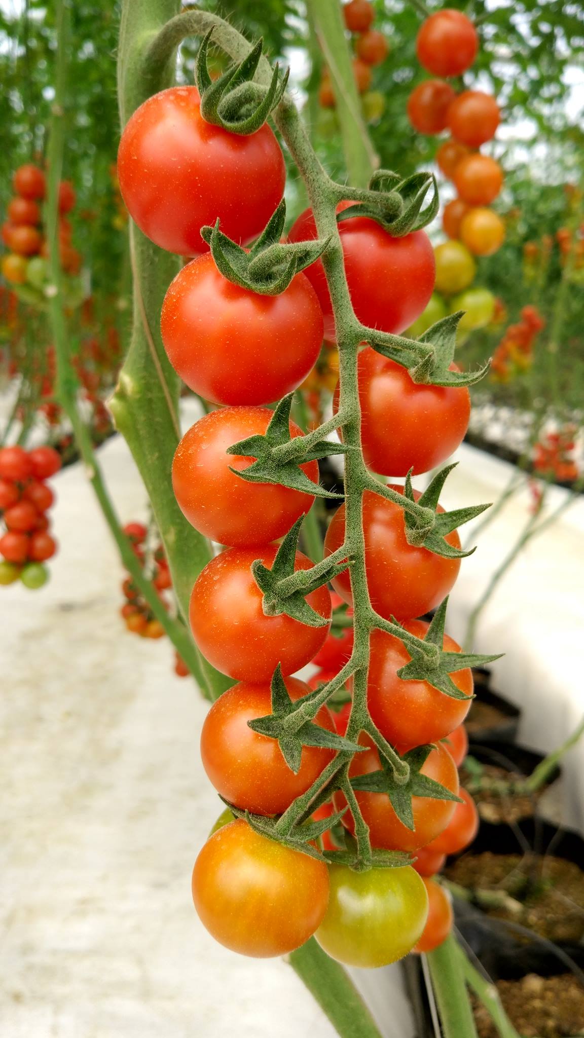 trang trại cà chua 20 tỷ