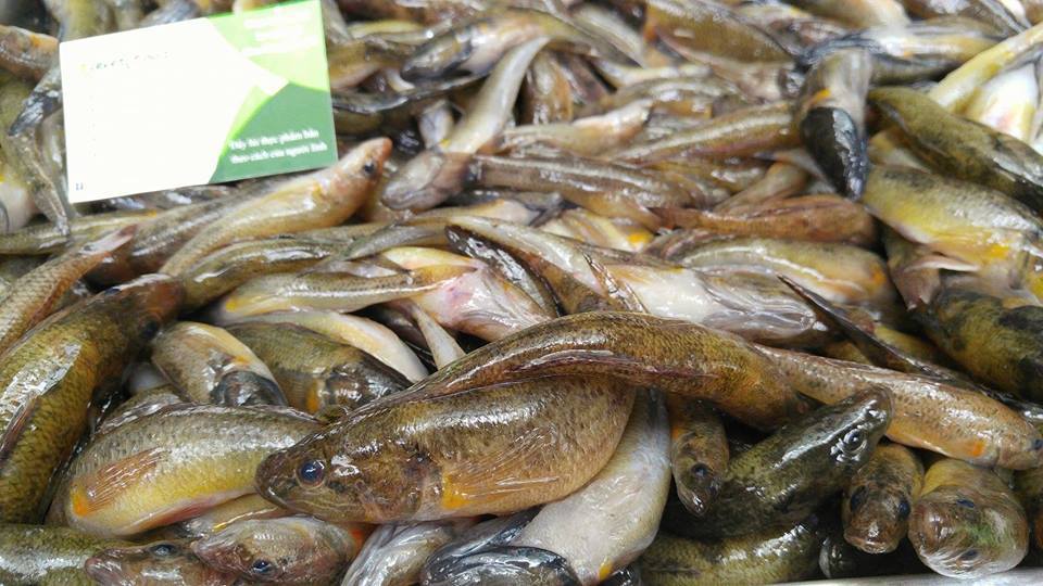 Cá bống ở cửa hàng thực phẩm sạch Duy Tân