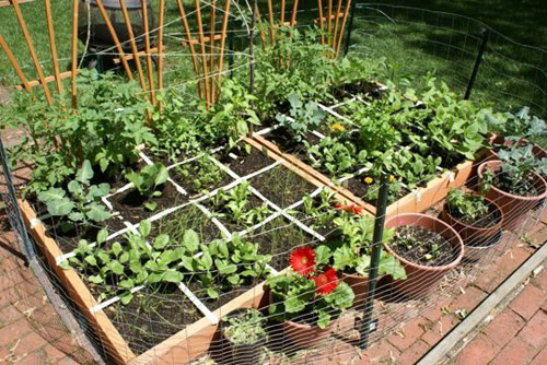Mô hình trồng rau sạch 2: Vườn chia ô