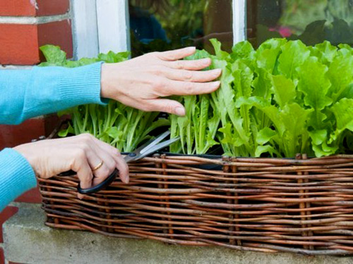 mô hình trồng rau sạch 5: chậu bên cửa sổ