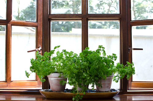 Mô hình trồng rau sạch 4: vườn đặt trong nhà