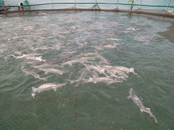 nuôi cá tầm ở Việt Nam