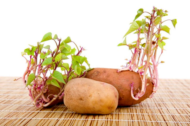 trồng rau mầm tuyệt đối không dùng khoai tây