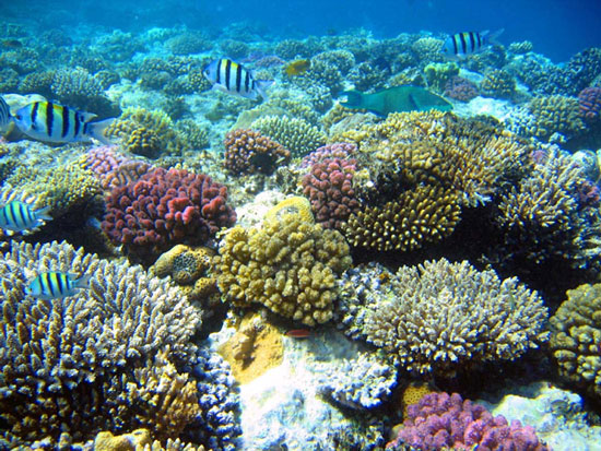 Quần thể san hô phong phú tại Cô Tô