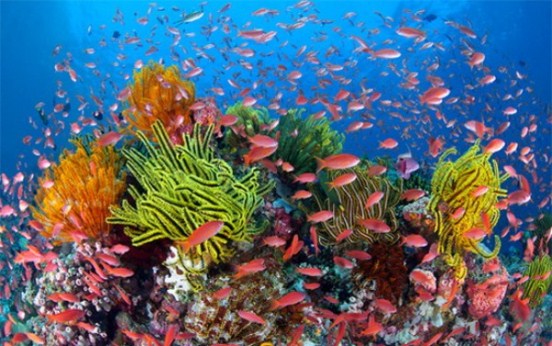 Cải tạo môi trường sinh thái cho san hô