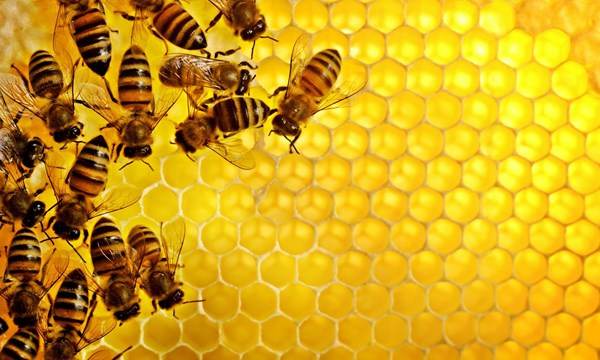 Mua mật ong ở đâu đảm bảo chất lượng 3