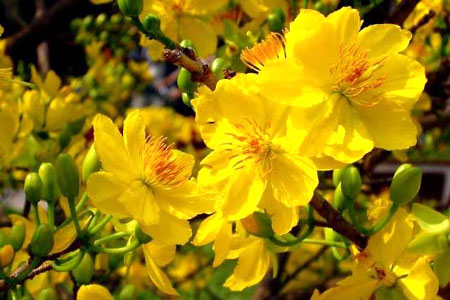 Image result for mai flower vietnamese