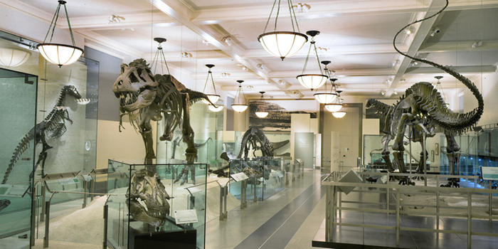 American Museum of Natural history