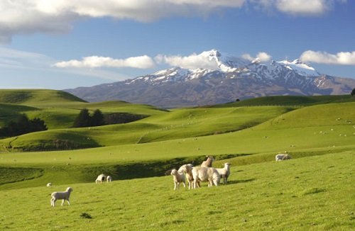 New Zealand, thiên đường ẩm thực xanh của thế giới