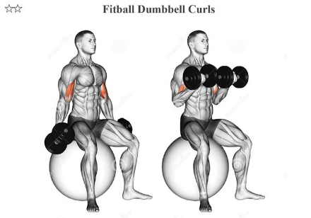 Fitball Dumbbell Curls