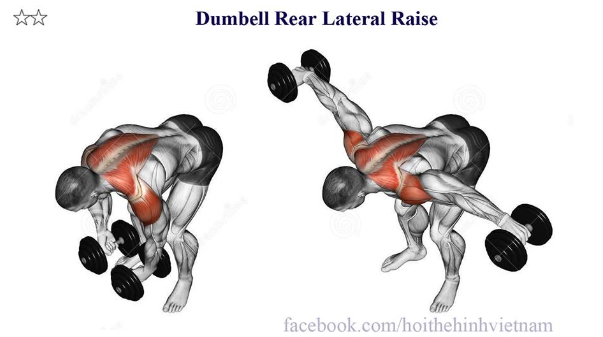 Dumbell Rear Lateral Raise