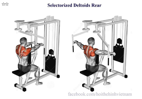Selectorized Deltoids Rear