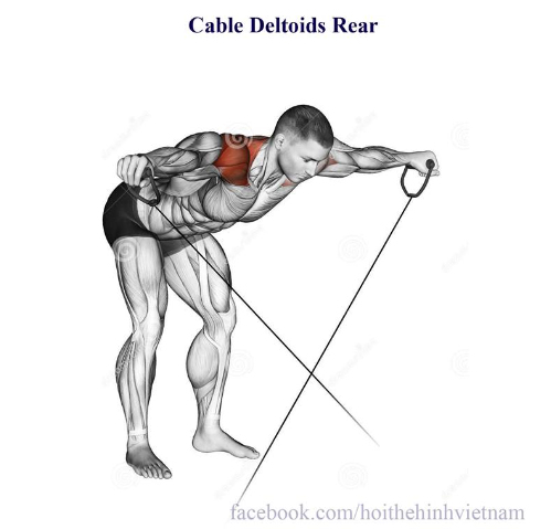 Cable Deltoíds Rear