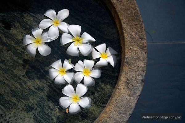 jasmine-flowers-bowl-evans_44193_600x450 Mẹo chụp ảnh những nơi quen thuộc