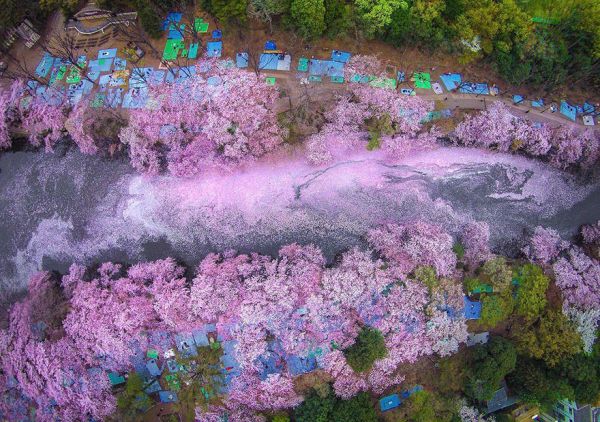 Những bức ảnh đẹp huyền ảo về hoa anh đào Nhật Bản