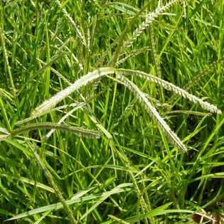 cỏ mần trầu