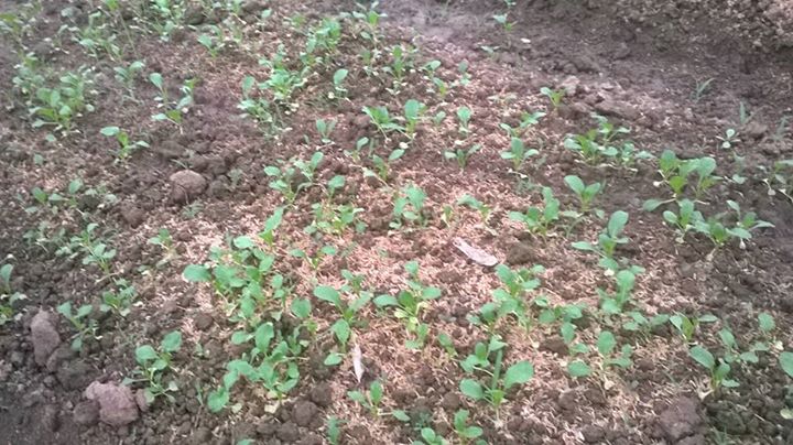làm đất trồng rau hữu cơ 2