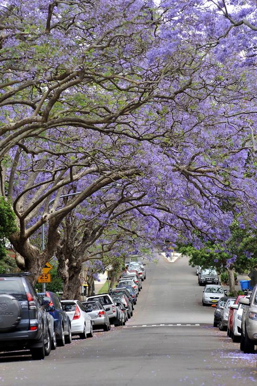 Phượng tím ở Milson Park - Phượng tím nở khắp đường phố Sydney - shop du lich