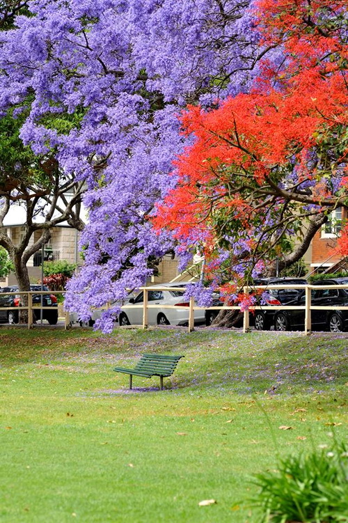 Phượng tím bên cành phượng vĩ - Phượng tím nở khắp đường phố Sydney - shop du lich