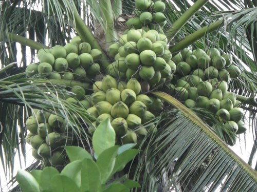 cây dừa xiêm