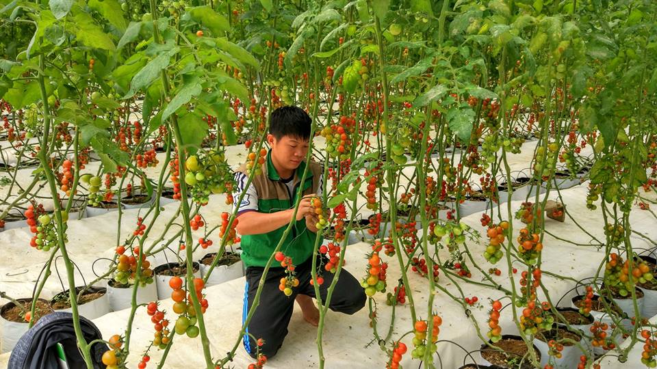 trang trại cà chua 20 tỷ