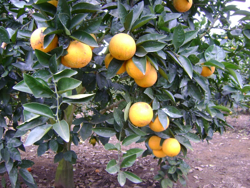 Vườn cam vinh