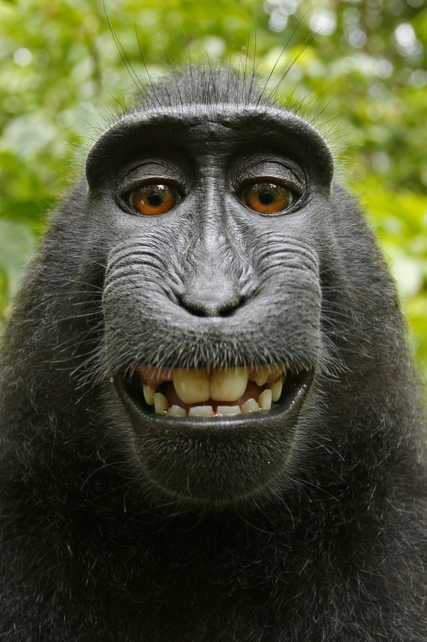 Xem ảnh khỉ tự sướng để cảm nhận được tinh thần vui vẻ và hài hước của những chú khỉ này. Trong ảnh, các chú khỉ sẽ tự tạo dáng và chụp ảnh cho mình, khiến bạn không thể nhịn được cười.