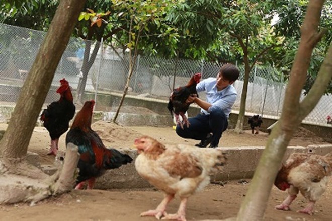 Ông chủ Giang Tuấn Vũ kiểm tra gà trước khi chuyển cho khách hàng. 