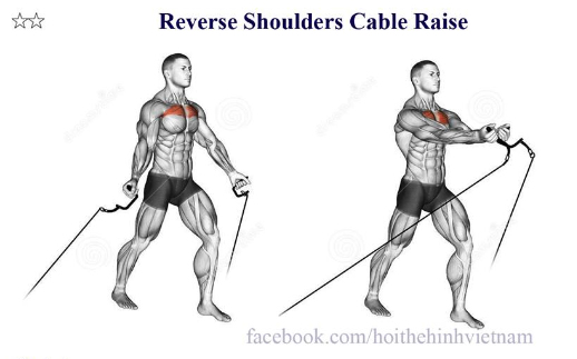 Reverse Shoulders Cable Raise