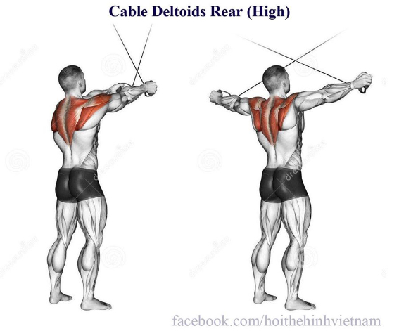 Cable Deltoids Rear