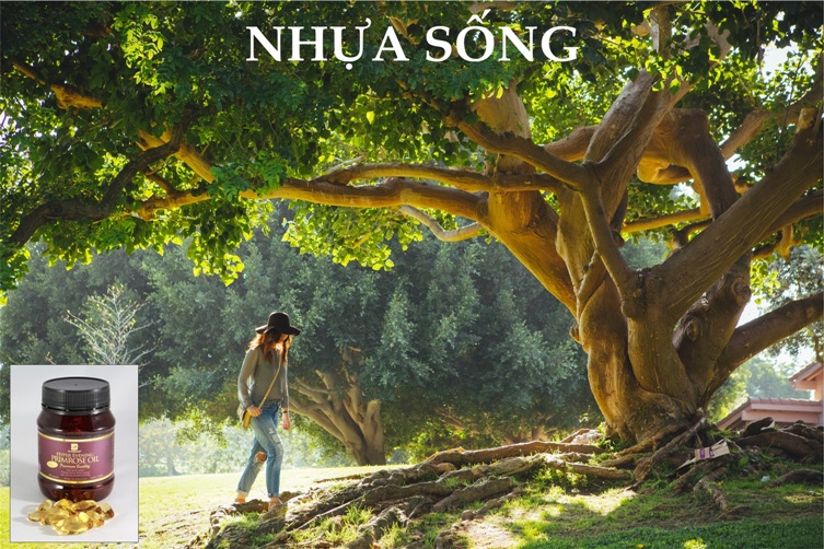 Kinh Nguyet & Nhua Song