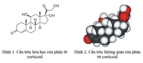 corticoid