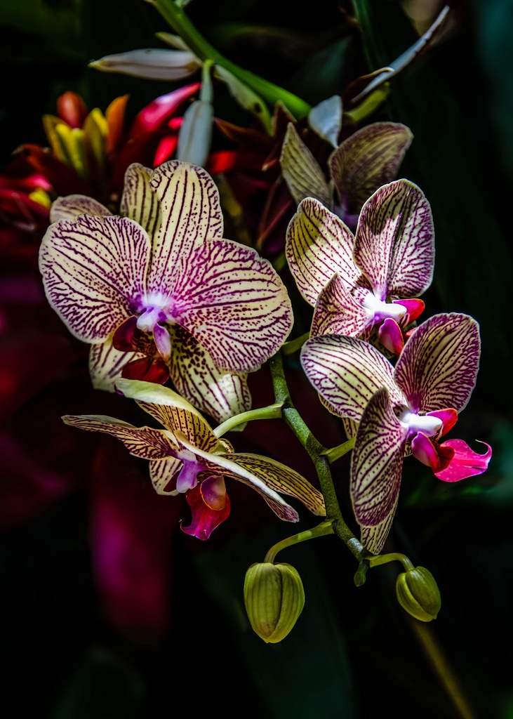 loài hoa phong lan đẹp nhất thế giới